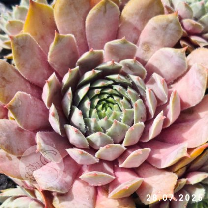 Sempervivum 'Con Calma'