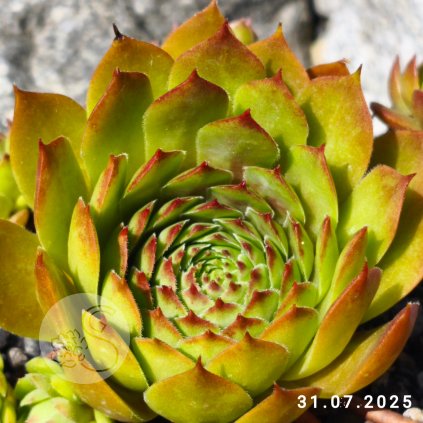 Sempervivum 'Honigmond'