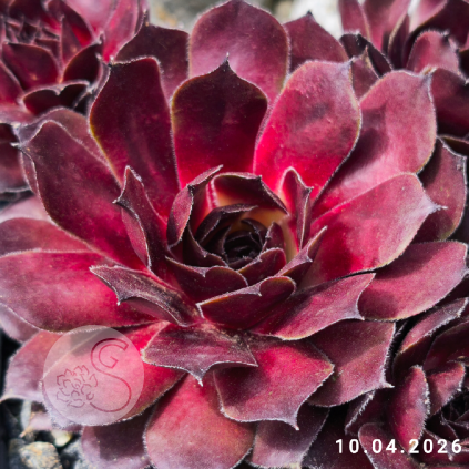 Sempervivum 'Honigmond'
