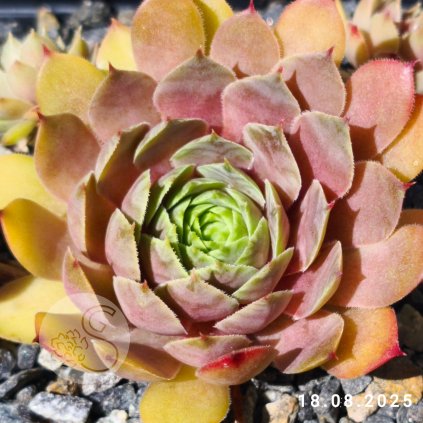 Untitled5 20250818115156