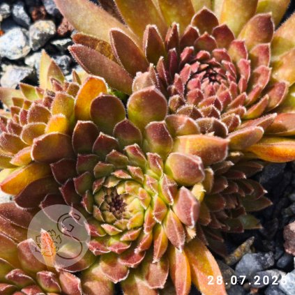 Sempervivum 'Chocolate Pepper'