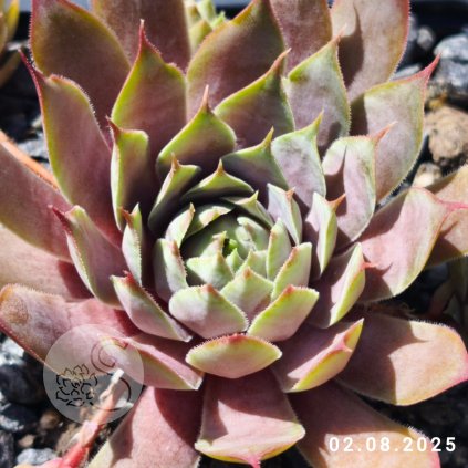 Untitled5 20250802170905