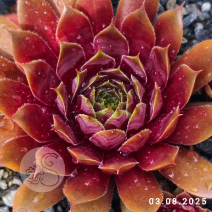 Sempervivum 'Atacama'