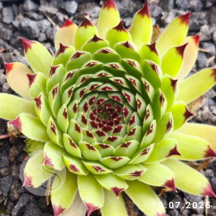 Sempervivum 'Porcupine'
