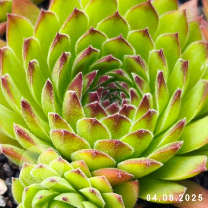 Sempervivum 'Feuerstein'