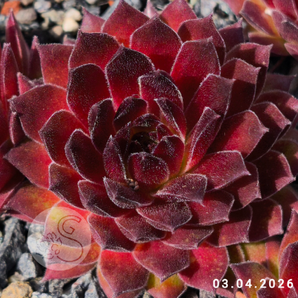 Sempervivum 'Feuerstein'