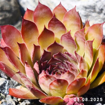 Untitled5 20250805143825