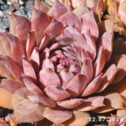 Untitled5 20250806144559