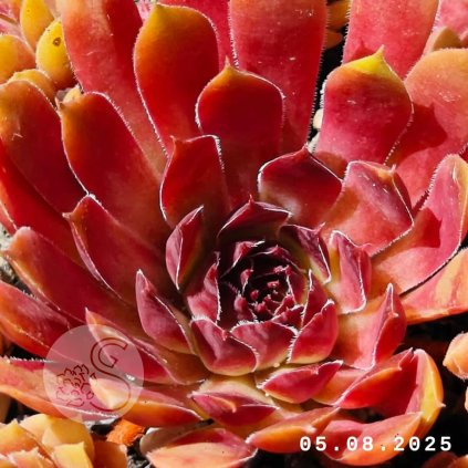 Sempervivum 'City Of Korspel'