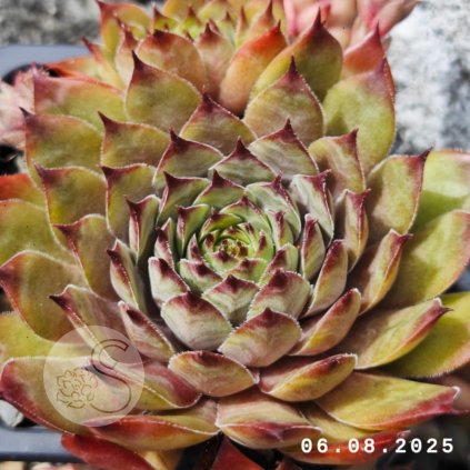 Sempervivum 'Bantoe'