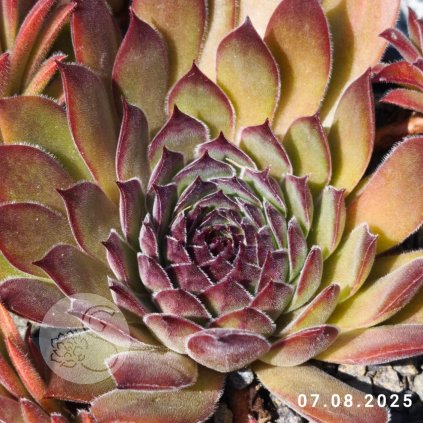 Untitled5 20250808153530