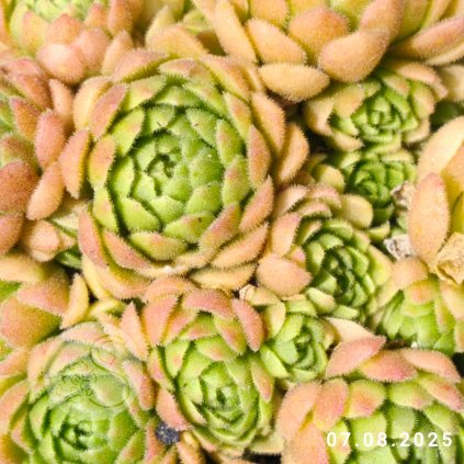 'Rosularia pallida'