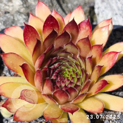 Sempervivum 'Ajax'