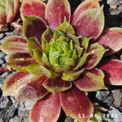 Sempervivum 'Hanne'