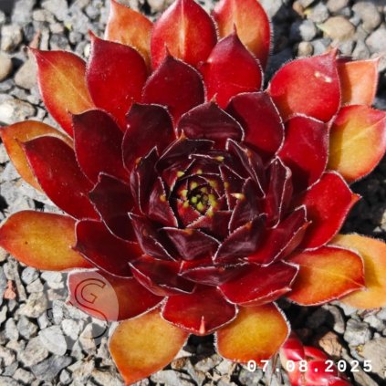 Messenger creation D050CC25 8D8D 4397 A005 909056D526A3