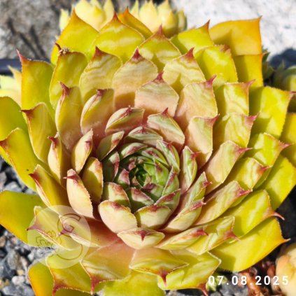 Sempervivum 'Golden Finesse'
