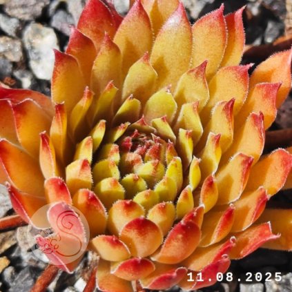 Messenger creation FE2AE809 A9BA 4017 9C44 3BC58C5665A9