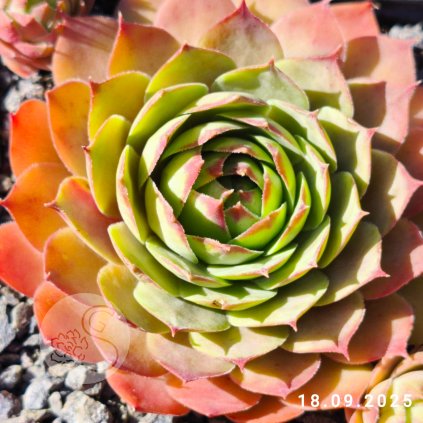 Untitled5 20250920195747