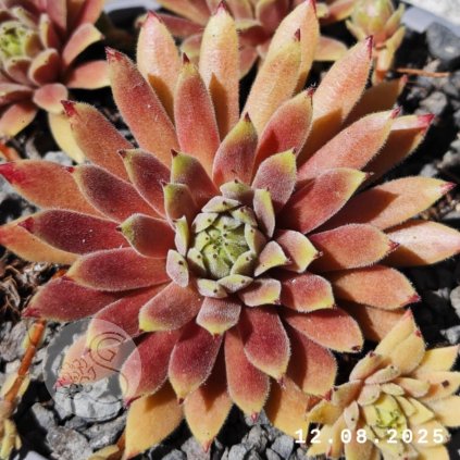 Messenger creation 6C543C4E 110B 44D8 B54C 401DEDC9EF95