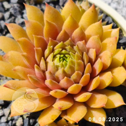 Sempervivum 'Firgrove Pink Grapefruit'