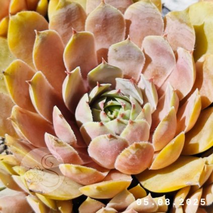 Messenger creation 1336DECB 2C5B 4CC5 9DEC 05B04E12B8A0