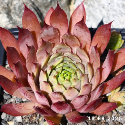 Untitled5 20250816002020