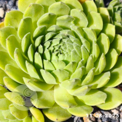 Untitled5 20250816003900