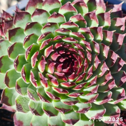 Sempervivum 'Bronzed Idol'