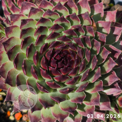 Sempervivum 'Bronzed Idol'