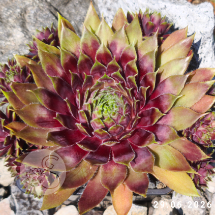 Sempervivum 'Red Elf'