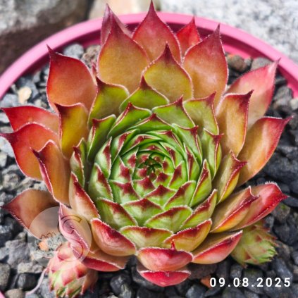 Sempervivum 'Papa Bär'