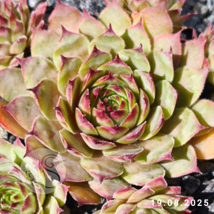Sempervivum 'Kiki'