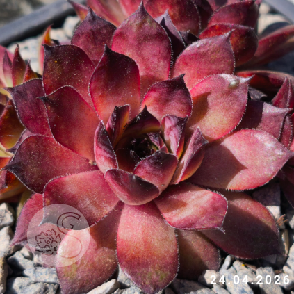 Sempervivum 'Kiki'