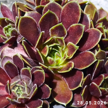 Sempervivum 'Maytime'