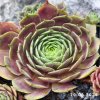 Sempervivum 'Hekla'