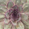 Sempervivum 'Rita Jane'