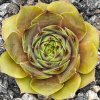 Sempervivum 'Rita Jane'