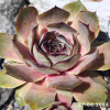 Sempervivum 'Rita Jane'