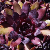 Sempervivum 'Black Panther'