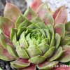 Sempervivum 'Query'