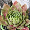 Sempervivum 'Query'