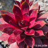 Sempervivum SuperSemps® 'Fire Quartz'