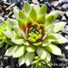 Sempervivum SuperSemps® 'Fire Quartz'