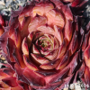 Sempervivum 'Caramel Cluster'