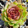 Sempervivum 'Jiekke Varre'