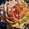 Sempervivum 'Jiekke Varre'