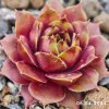Sempervivum 'Jiekke Varre'
