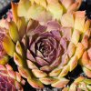 Sempervivum 'Jiekke Varre'