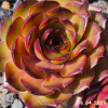 Sempervivum 'Mitchell's Gold'