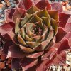 Sempervivum 'Alchemist'